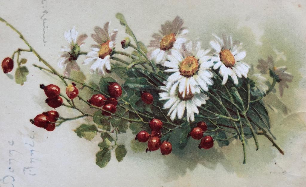 CATHARINA KLEIN - margrieten en rozenbottels, Verzenden, 1920 tot 1940, Gelopen, Natuur