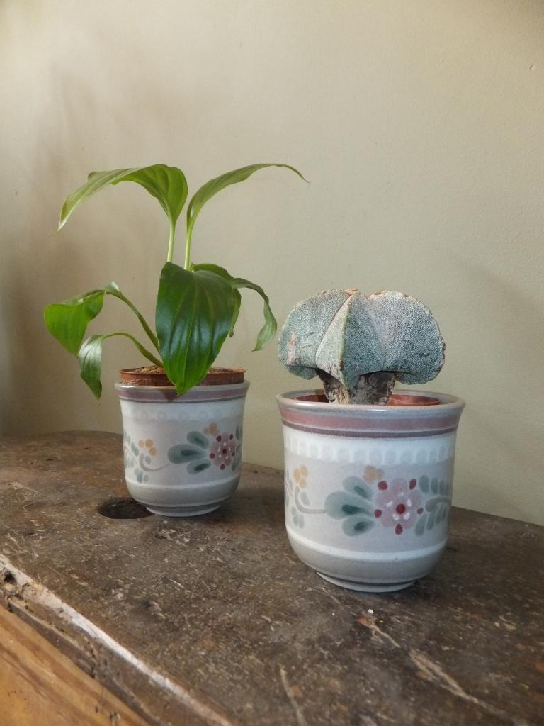 lieve vintage cactus bloempotjes kopjes porta celi muisgrijs, Huis en Inrichting, Woonaccessoires | Overige, Ophalen