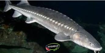 Zeldzaam: A. Transmontanus steur ca 60 / 70 cm - Koidream, Dieren en Toebehoren, Vissen | Vijvervissen, Steur