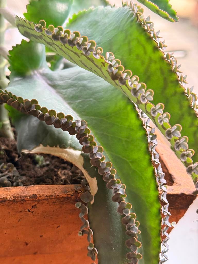 Baby’s / stekjes van Mother of Thousands, Ophalen, Halfschaduw, Minder dan 100 cm