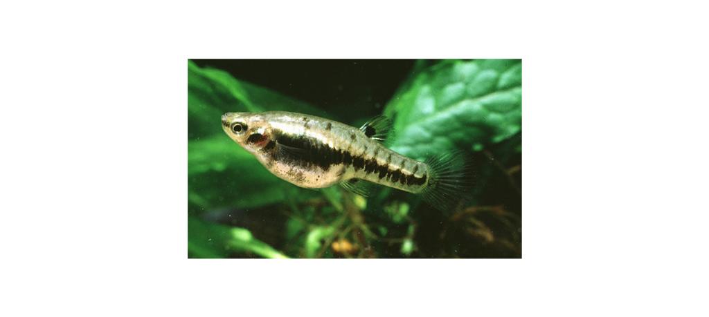 Heterandria Formosa, Vis, Zoetwatervis