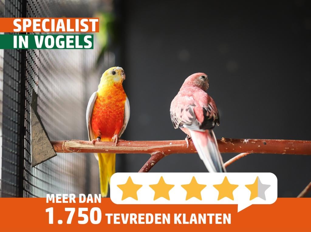 Bourke en Turquosine | Neophema's | Verschillende kleuren, Dieren en Toebehoren, Vogels | Parkieten en Papegaaien, Meerdere dieren