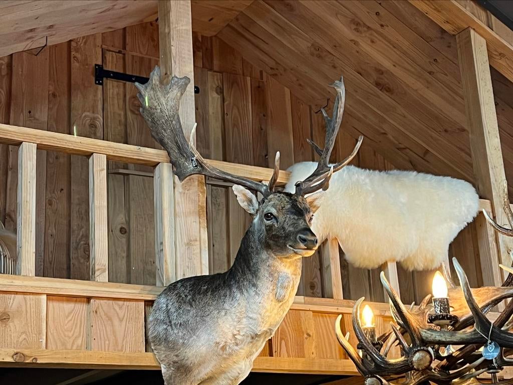 Opgezette kop Damhert opgezet dier taxidermie veluwe, Ophalen, Nieuw, Wild dier, Opgezet dier