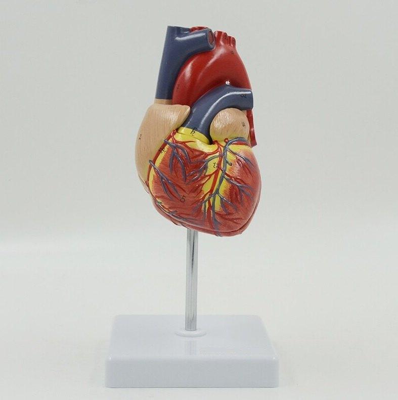 Hart Menselijk Anatomie Model / School Orgaan Medisch, Verzenden, Nieuw
