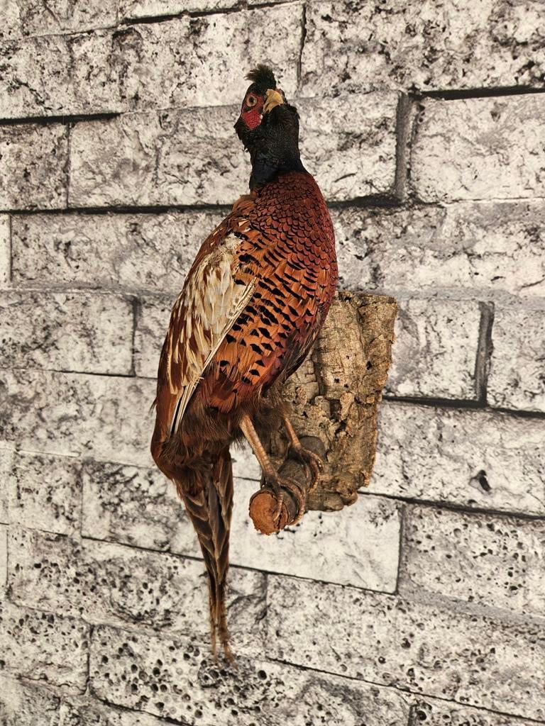 Opgezette fazant, Ophalen of Verzenden