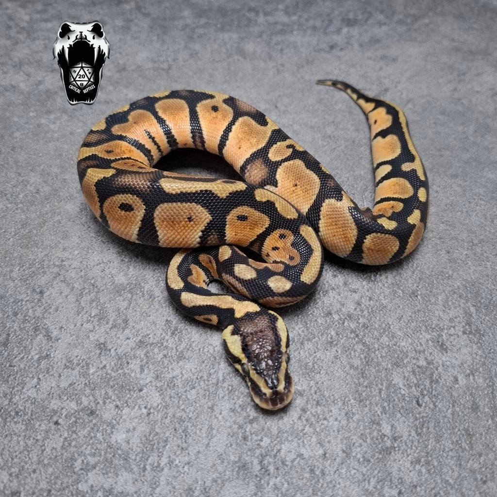 0.1 Pastel het pied NK25 (python regius) Ball Python - female for sale from Critical Reptiles