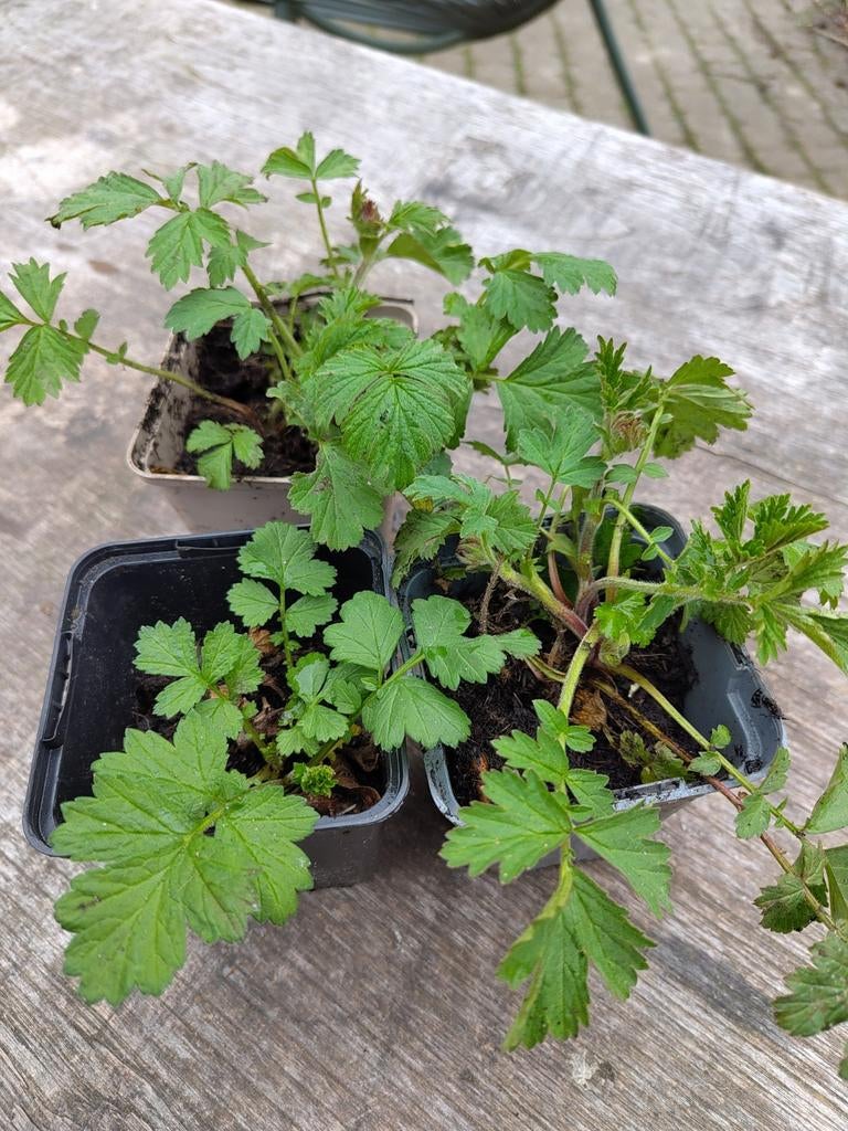 Inheems knikkend nagelkruid, jonge planten, Ophalen