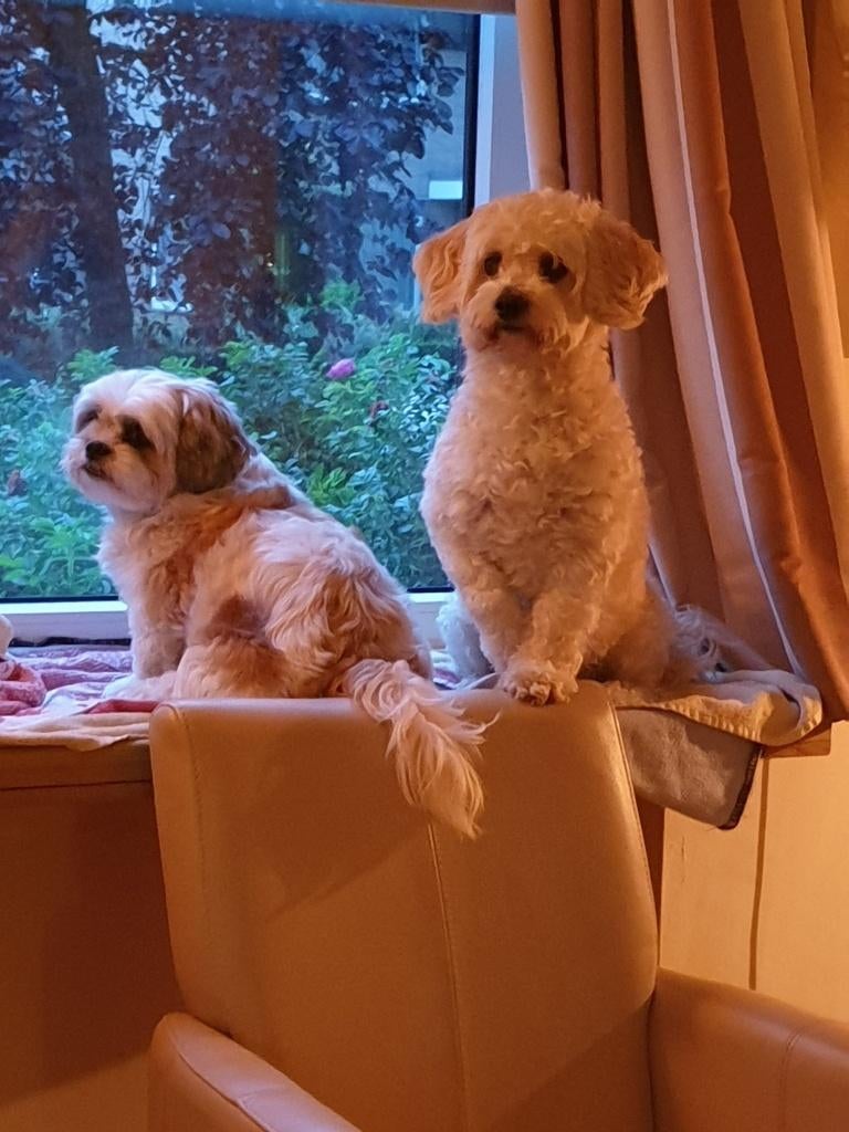 ik zoek een hondje, 33 - 40 uur, Overige vormen