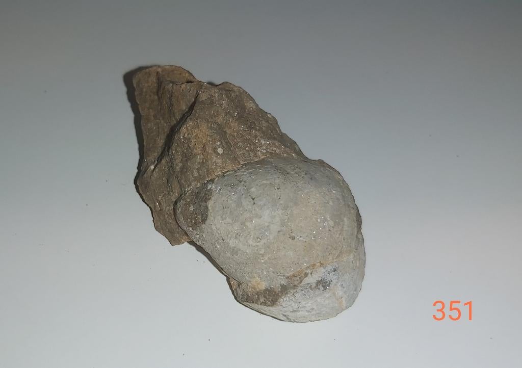 schelp fossiel, Verzamelen, Mineralen en Fossielen, Ophalen of Verzenden, Fossiel