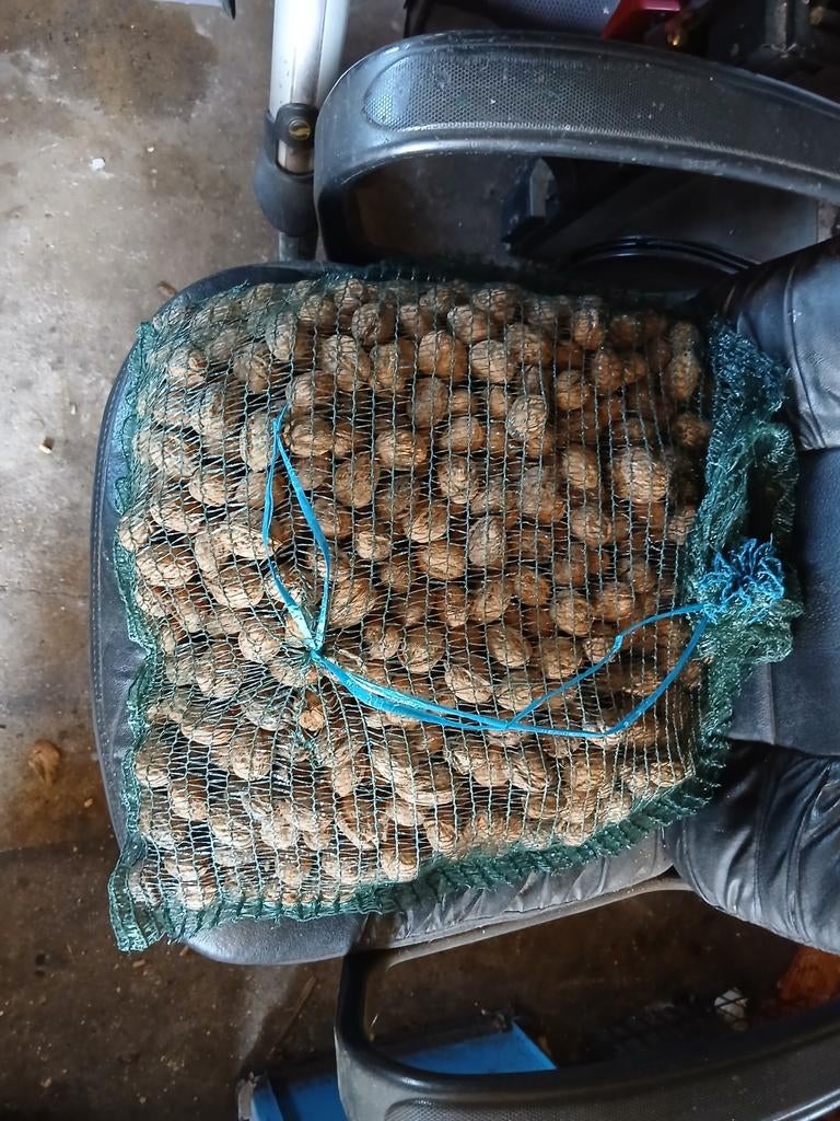 Walnoten, Diversen, Ophalen