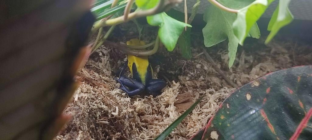 Dendrobatus citronella gifkikker 1x