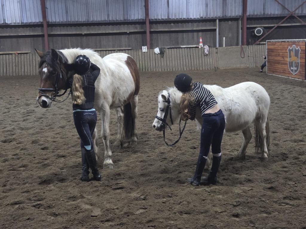 Hulp verzorgpony aangeboden, Dieren en Toebehoren