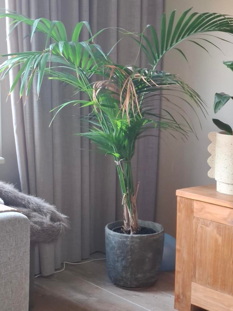 Grote Areca Palm in Pot - Kamerplant, Ophalen of Verzenden