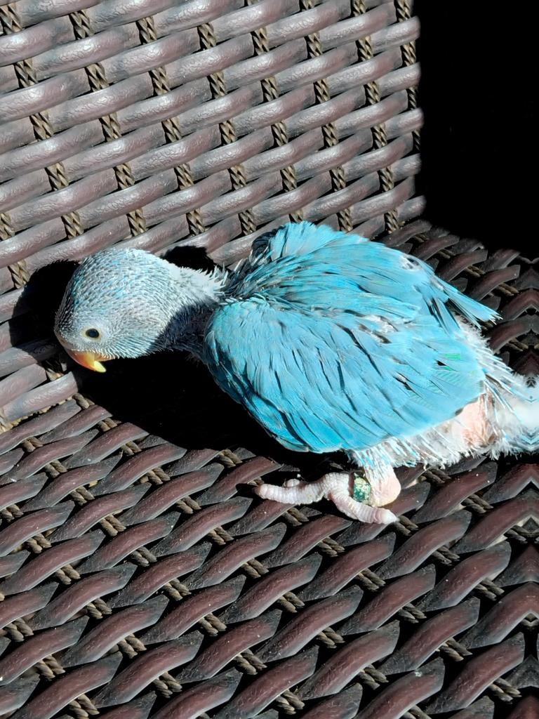 Halsband parkietje 5 wk, Dieren en Toebehoren, Vogels | Parkieten en Papegaaien, Geslacht onbekend, Parkiet