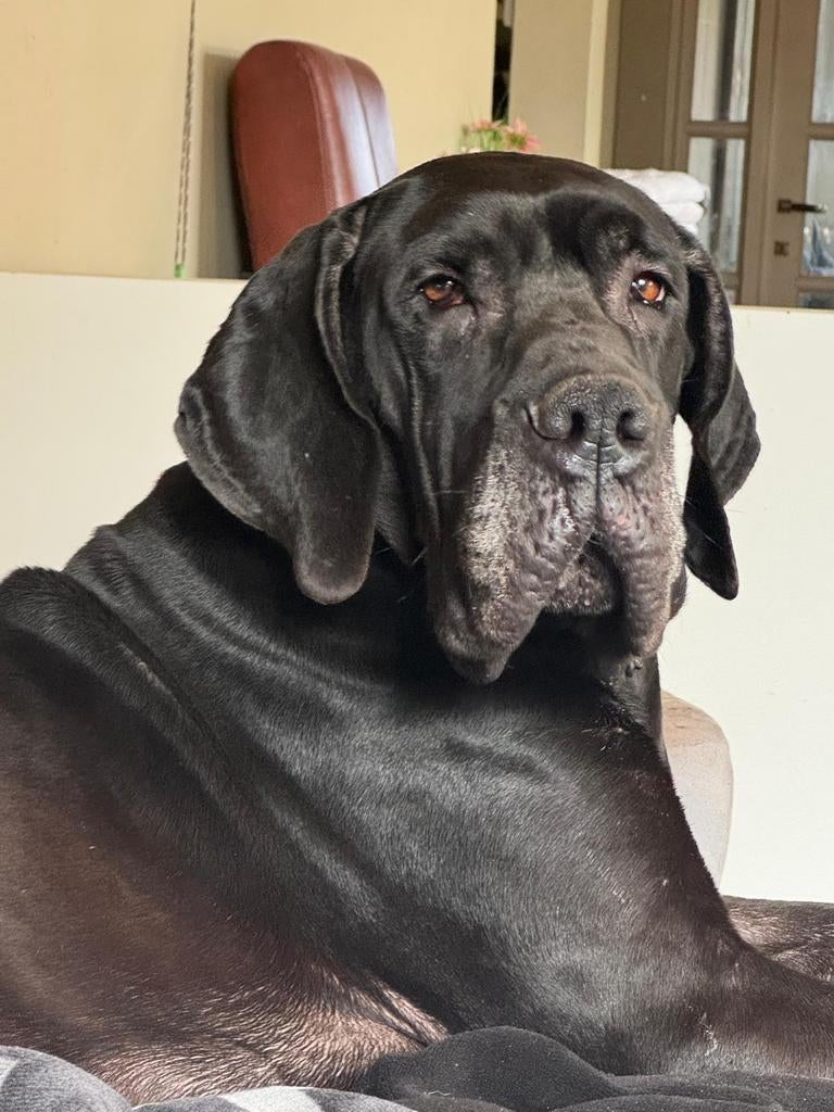 Duitse dog pups, Parvo, Overige rassen, 8 tot 15 weken, Meerdere