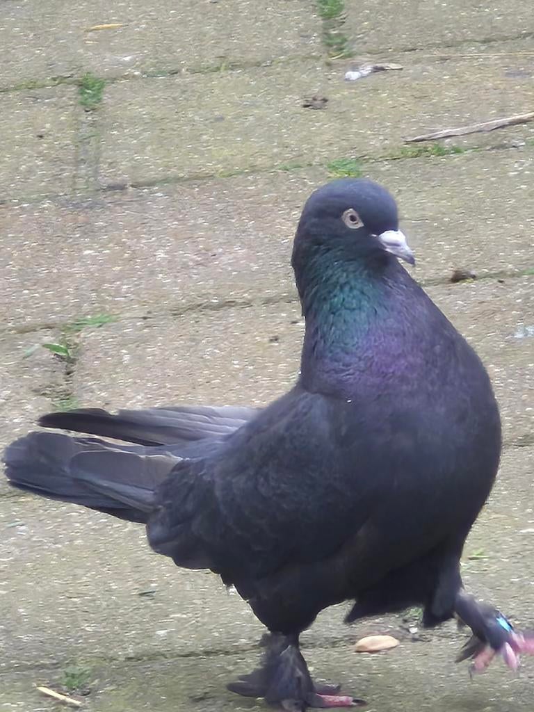 Takla, Mannelijk, Overige soorten