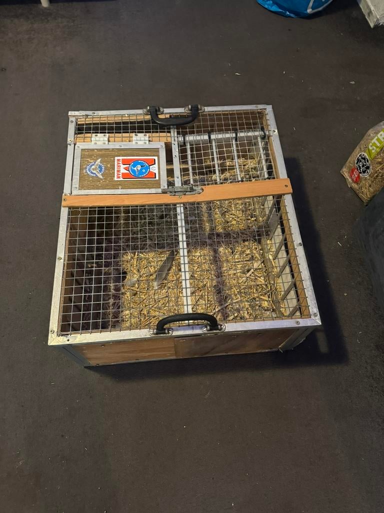 Duivenmand, Meerdere dieren, Postduif