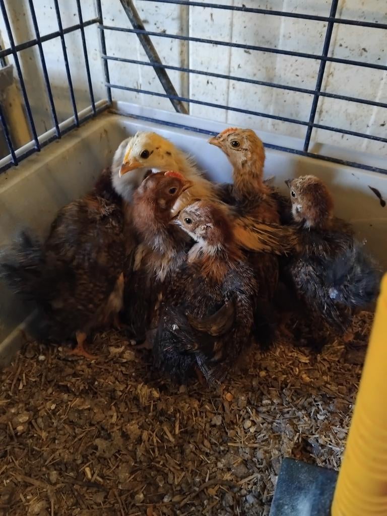 Serama zijdeveer kuikens,  hennen (17,50) en hanen (€5), Dieren en Toebehoren, Pluimvee, Meerdere dieren, Kip