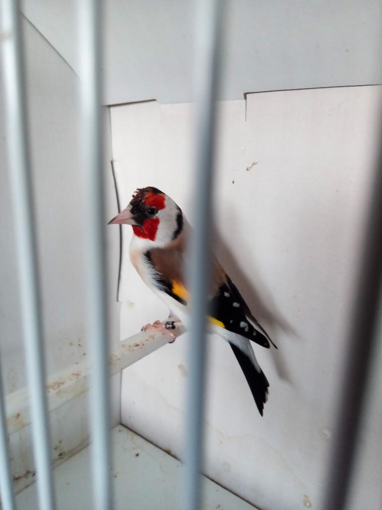 Majoor putter man, Mannelijk, Wildzangvogel, Geringd