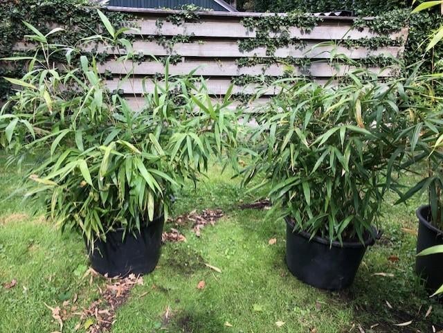 Bamboe struik, groot blad . staat in de kuip dus kan zo mee., Tuin en Terras, Ophalen, Bamboe, Struik, 100 tot 250 cm