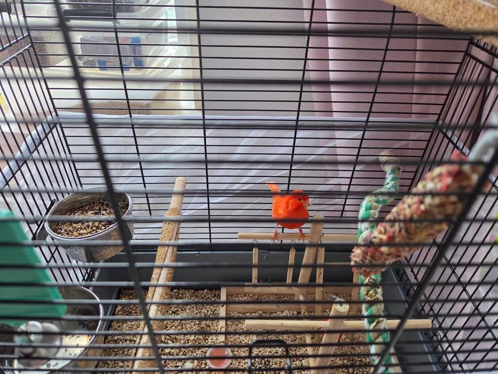 Mooie canarie, Dieren en Toebehoren, Vogels | Kanaries, Mannelijk, Bastaard