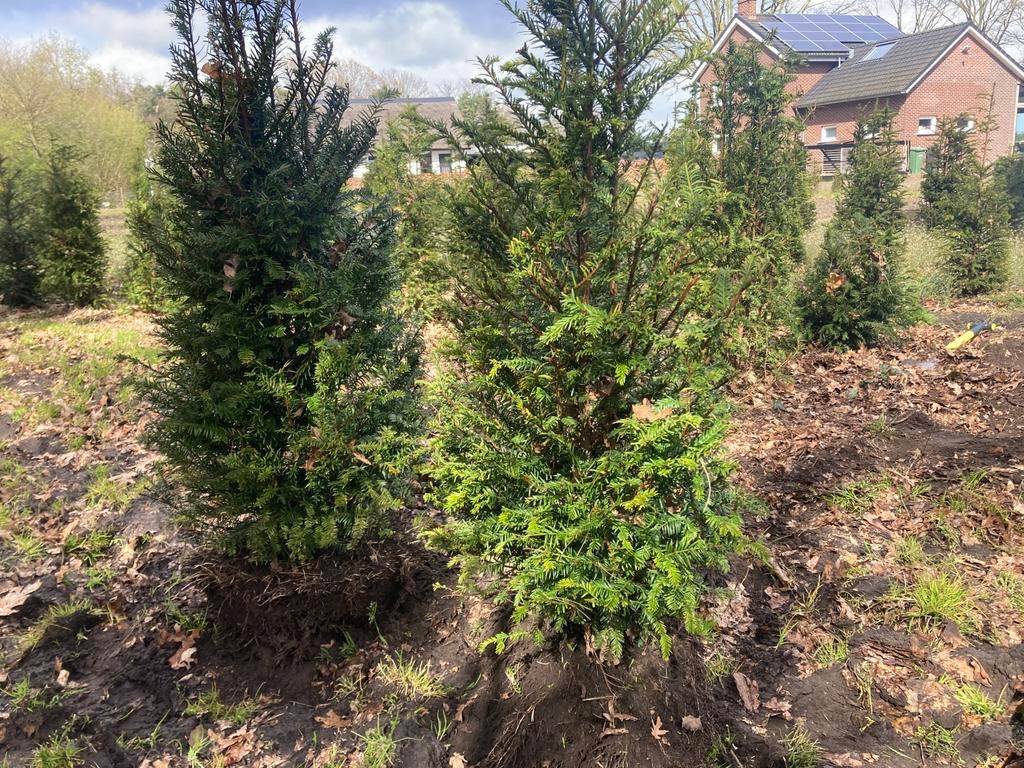 Taxus, Ophalen, Taxus, Struik, 100 tot 250 cm