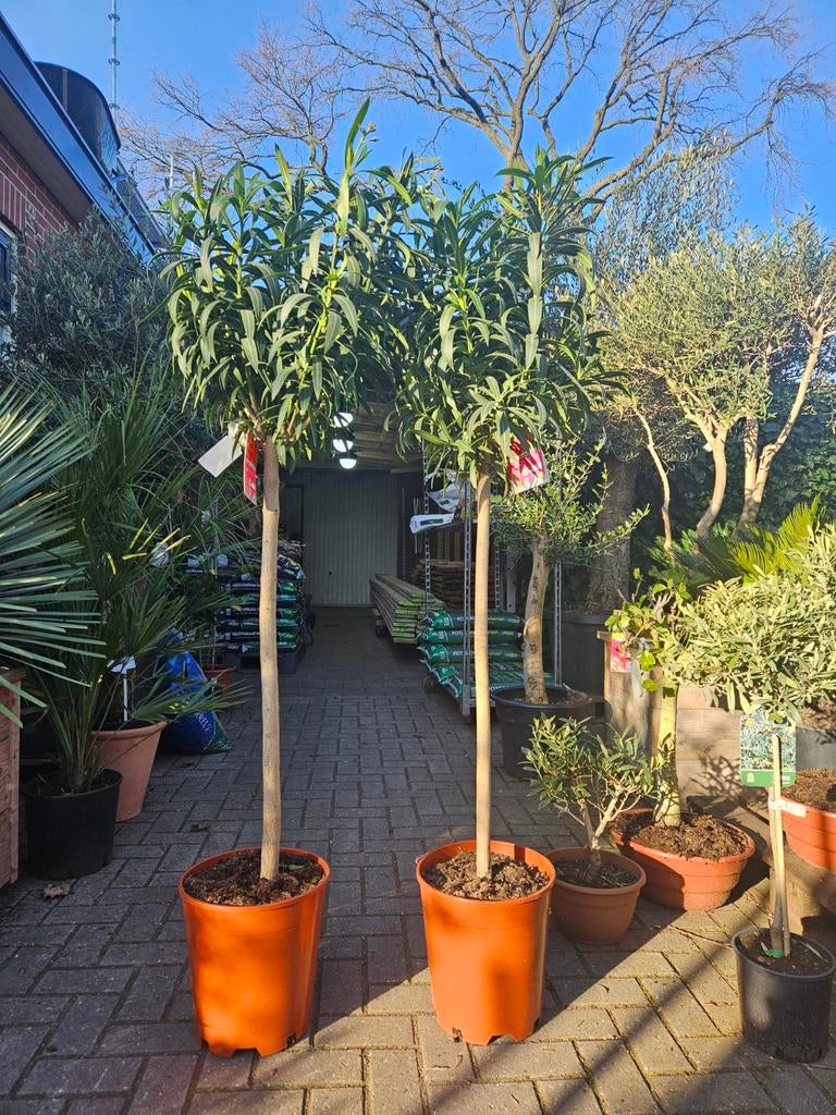 Oleander op hoge stam: 175cm hoog