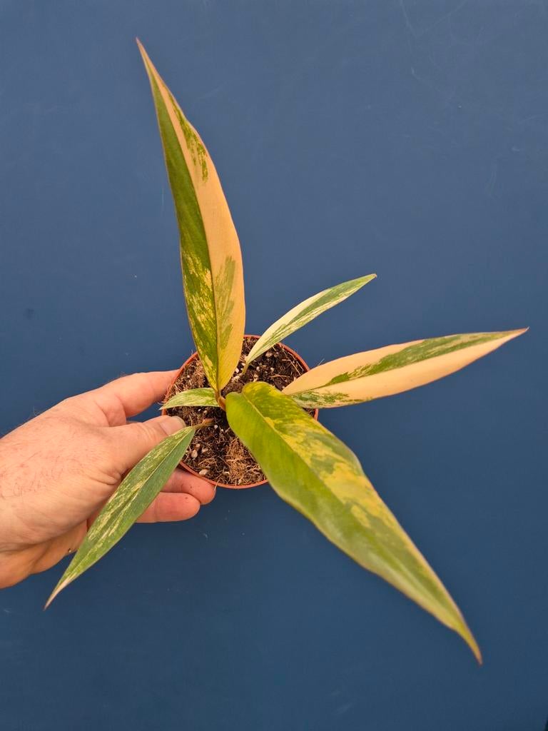 Philodendron Caramel Marble p10 (4), Ophalen of Verzenden, Halfschaduw, Minder dan 100 cm