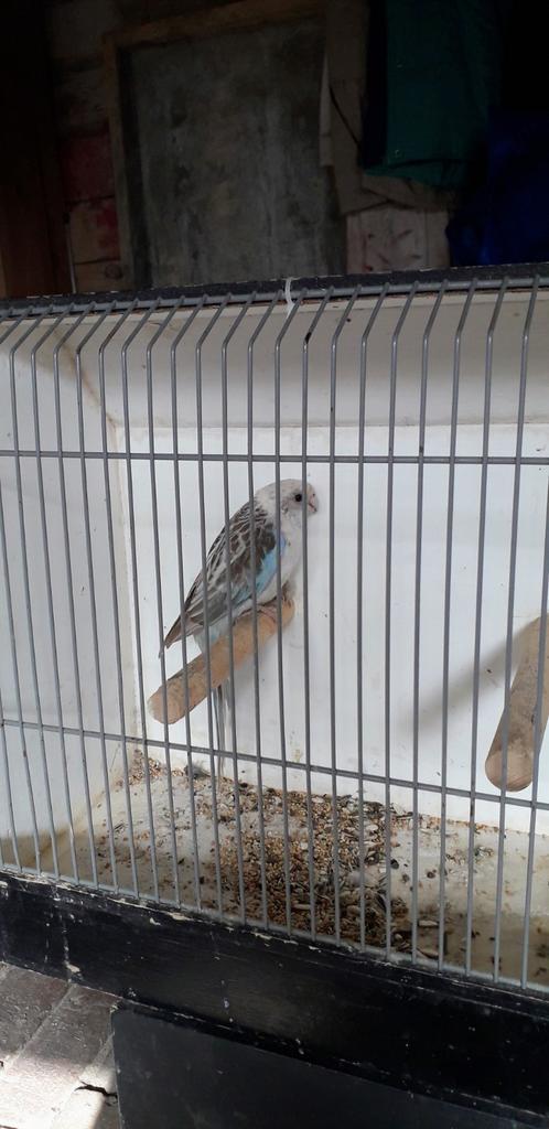 Rosella, Vrouwelijk, Parkiet