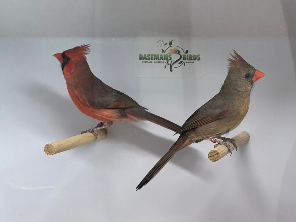 Rode kardinaal - Cardinalis cardinalis, Meerdere dieren, Geringd