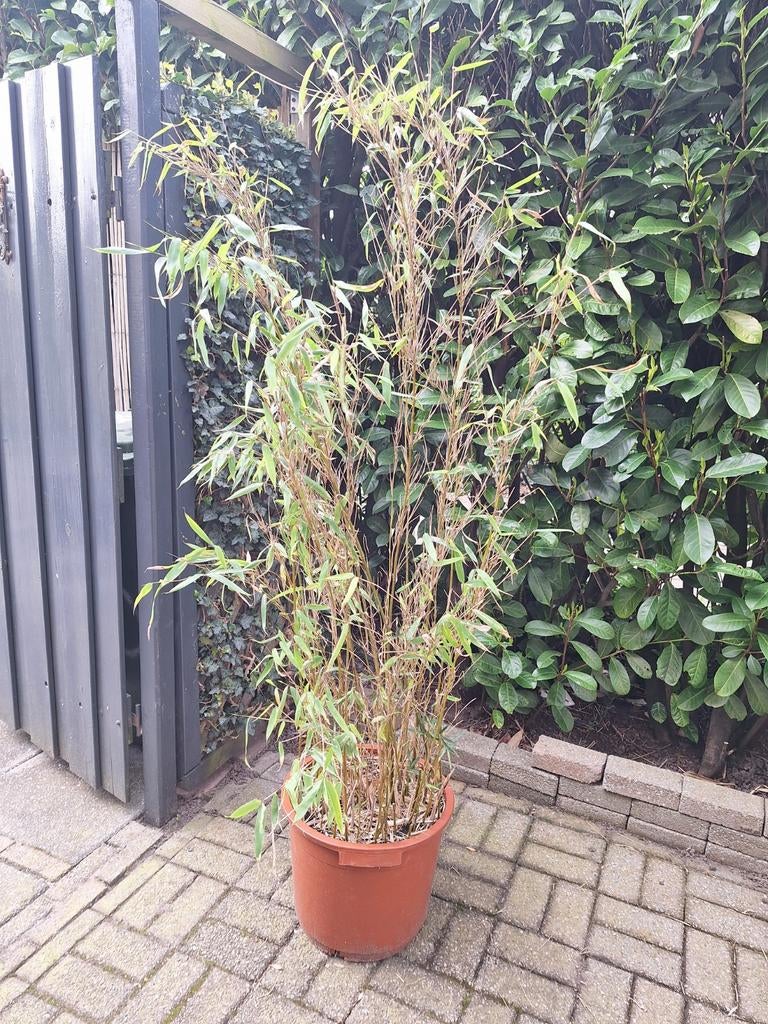 Pol bamboe in pot, Ophalen