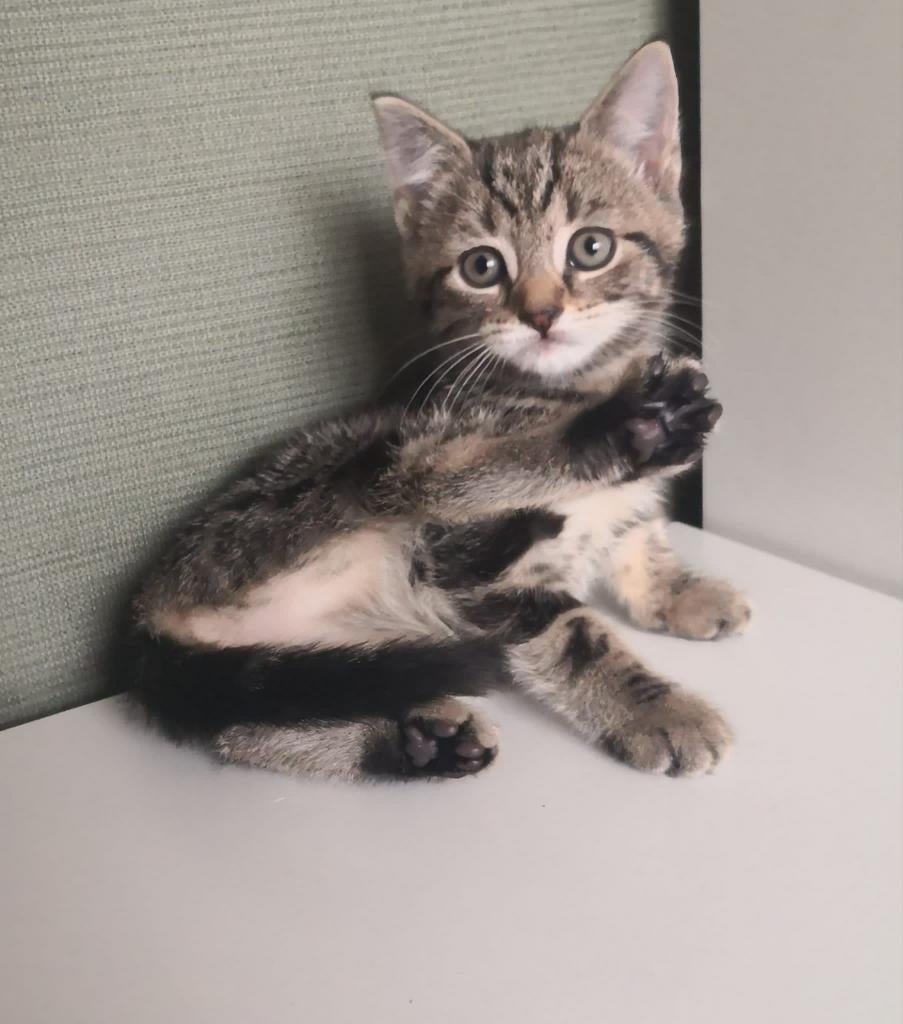 Kittens ❤️, Meerdere dieren, Kortharig, 0 tot 2 jaar