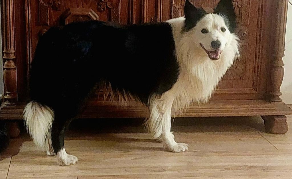 Border Collie, Dieren en Toebehoren, Honden | Herdershonden en Veedrijvers, Reu, Collie, Particulier, Eén hond, Nederland, 3 tot 5 jaar