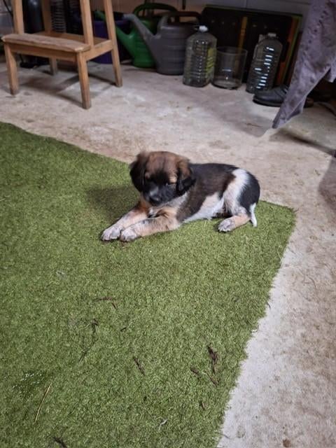 Friese Stabij reu, Reu, 8 tot 15 weken, Eén hond, Middel