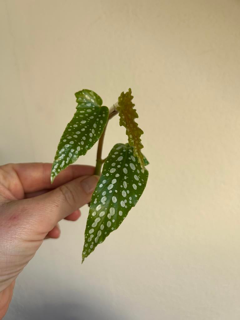 Begonia tamaya, verse kopstek, Ophalen of Verzenden, Halfschaduw, Minder dan 100 cm