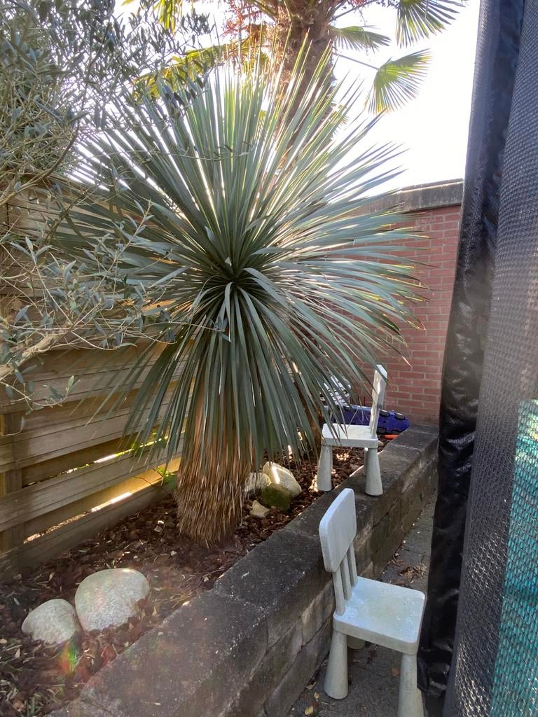 Yucca Rostrata, Overige soorten, 100 tot 250 cm, Zomer, Ophalen