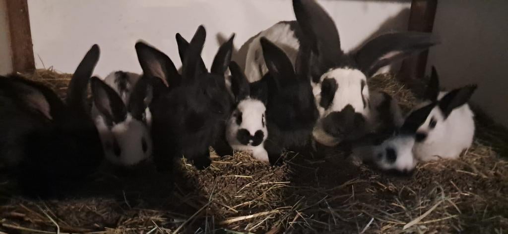 Lotharinger konijnen, Dieren en Toebehoren, Konijnen, Meerdere dieren, Groot, 0 tot 2 jaar
