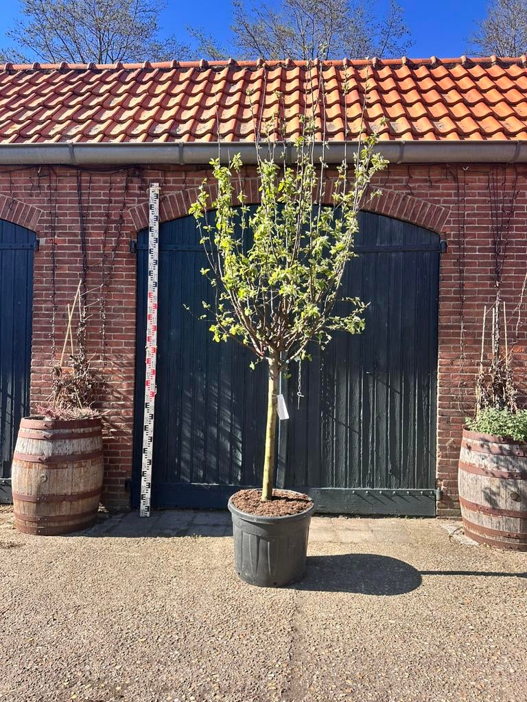 Kweepeer boom. (cydonia oblonga), Ophalen, Volle zon, Overige soorten