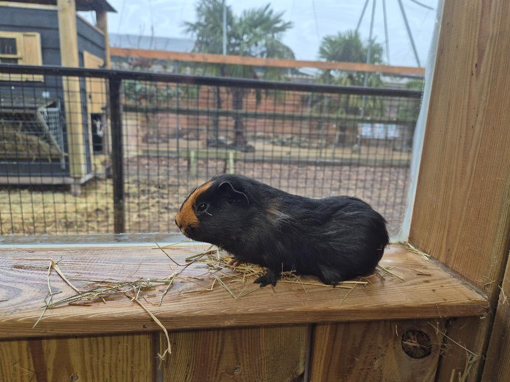 Cavia beren | Verschillende kleurslagen | Cavia's, Dieren en Toebehoren, Knaagdieren, Cavia, Mannelijk, Januari, Tam