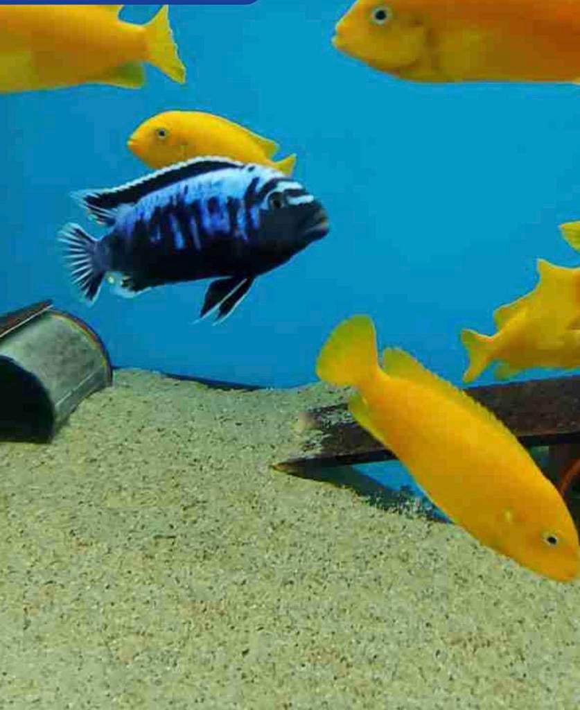 Metriaclima msobo ( malawi cichlide ), Vis