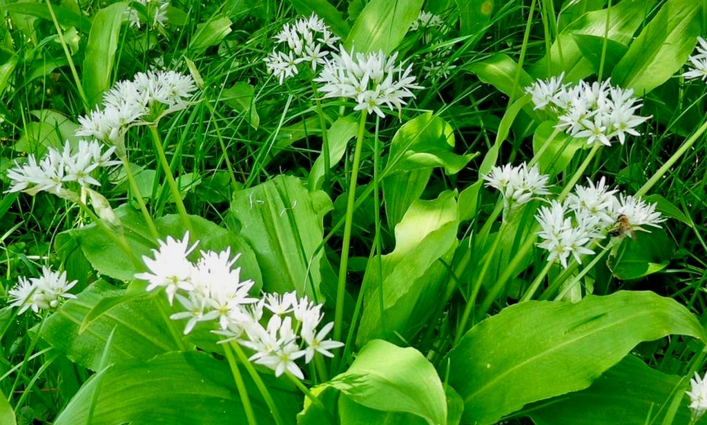 DASLOOK Wilde knoflook uit Biologische moestuin, Tuin en Terras, Vaste plant, Volledige schaduw, Lente, Ophalen