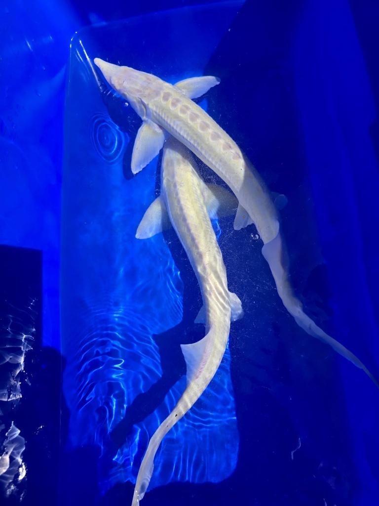 Albino steur 55-60cm, Steur