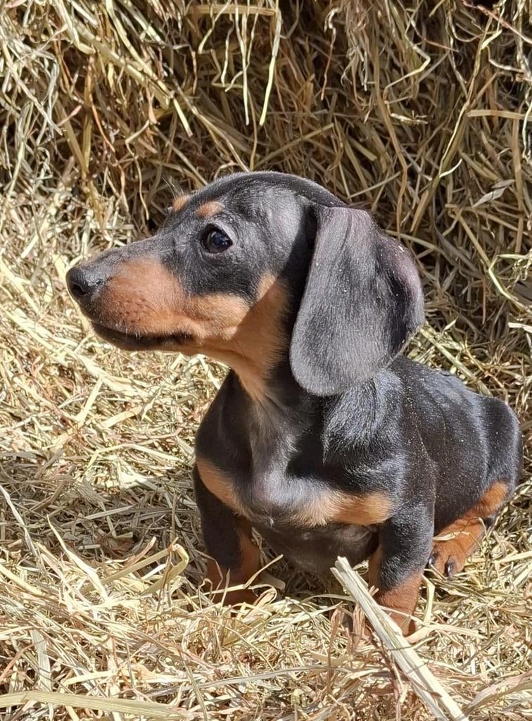 Leuke vrolijke Black and tan teckel pups, 8 tot 15 weken, Korthaar, Meerdere, Meerdere dieren