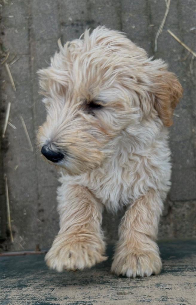 mooie gezonde blonde/abrikoos kleurige labradoodle pups, Dieren en Toebehoren, Nederland, Parvo, Overige rassen, 8 tot 15 weken