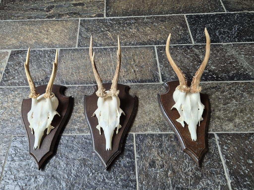 3 Mooie Ree Geweien samen € 21 jacht mancave overkapping g48, Ophalen of Verzenden, Zo goed als nieuw, Hert, Gewei of Kop