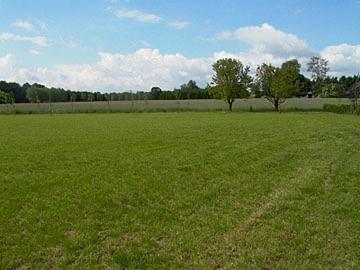 GEZOCHT: Weiland of plek te huur eigen beheer of particulier, Weidegang, 2 of 3 paarden of pony's