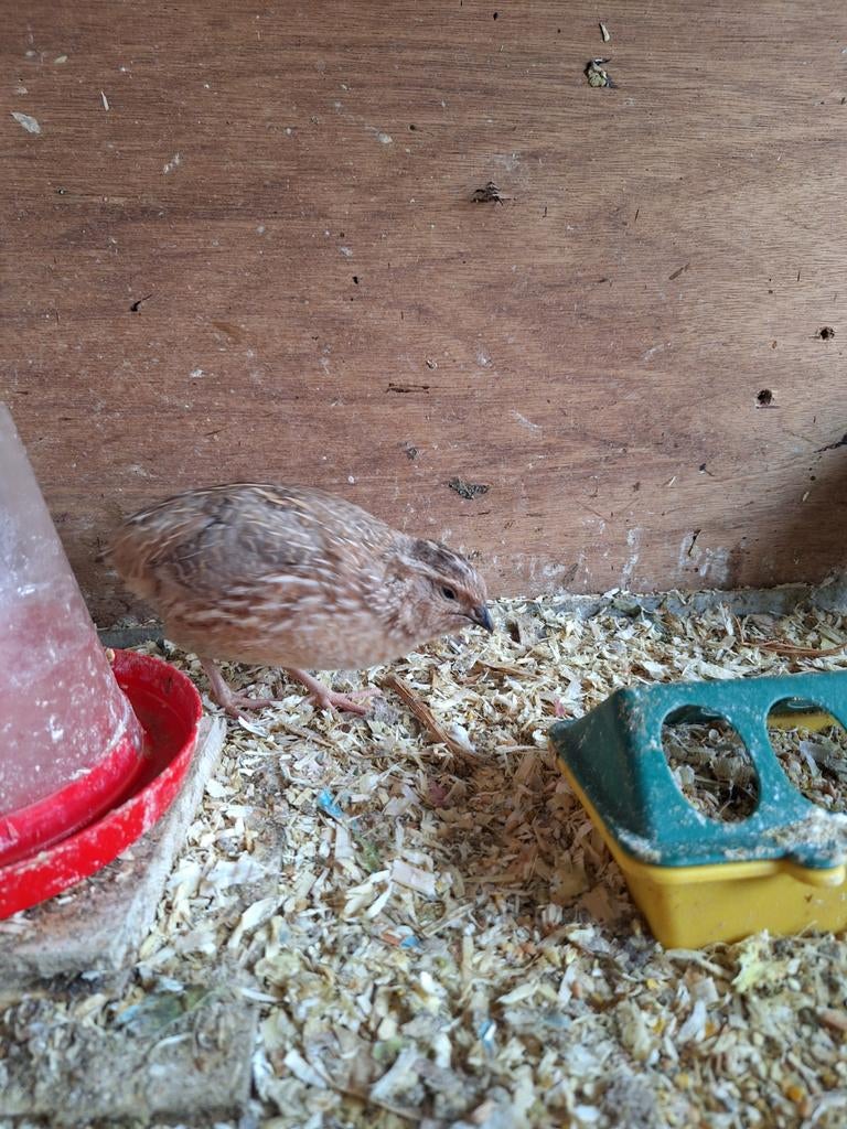 Japanse kwartel hanen, Dieren en Toebehoren, Mannelijk, Overige soorten