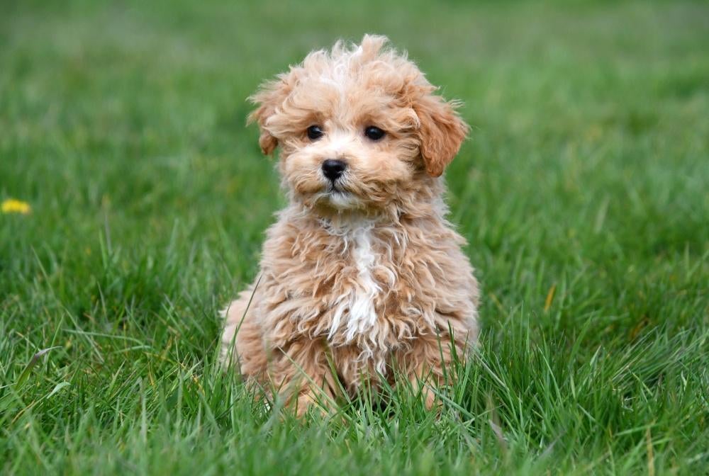 Maltipoo pups te koop, 15 weken tot 1 jaar, Overige rassen, Buitenland, Parvo