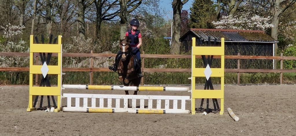 Springpony, Dieren en Toebehoren, Pony's, Ruin, Springpony, B pony (1.17m tot 1.27m), 11 jaar of ouder