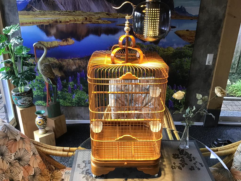 Zangkooi uit Indonesië voor b v shamalijster, Dieren en Toebehoren, Vogels | Overige Vogels, Mannelijk